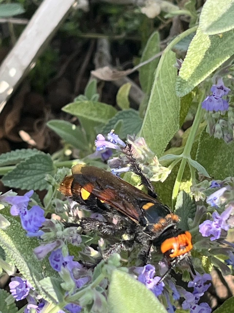Megascolia maculata - óriás-tőrösdarázs