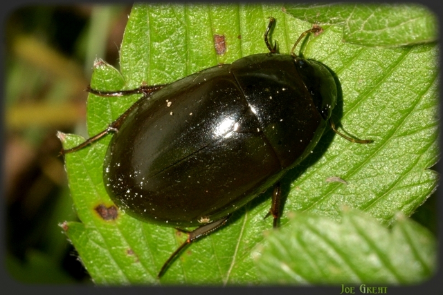 Hydrochara caraboides - kis csibor