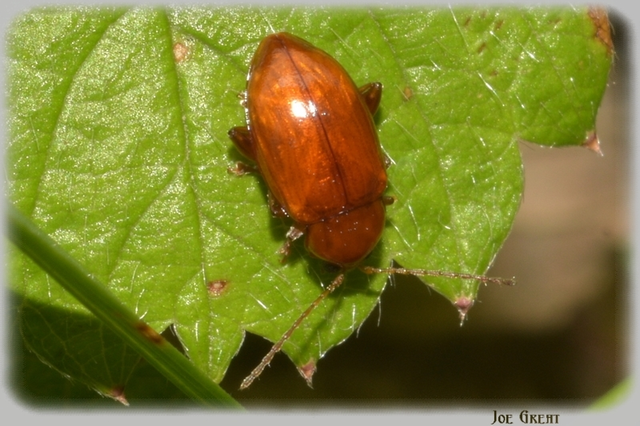 Neocrepidodera