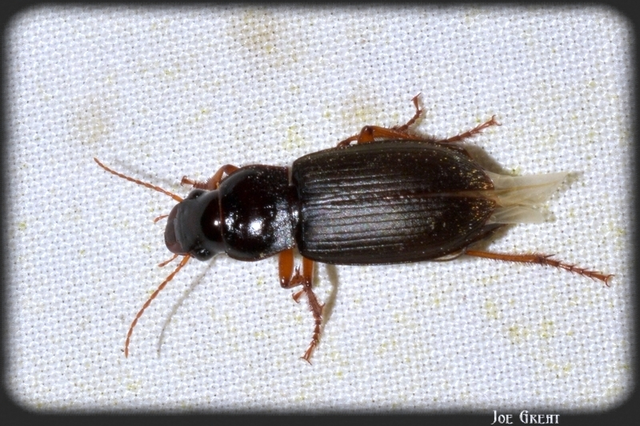 Harpalus rufipes - nagy selymesfutó