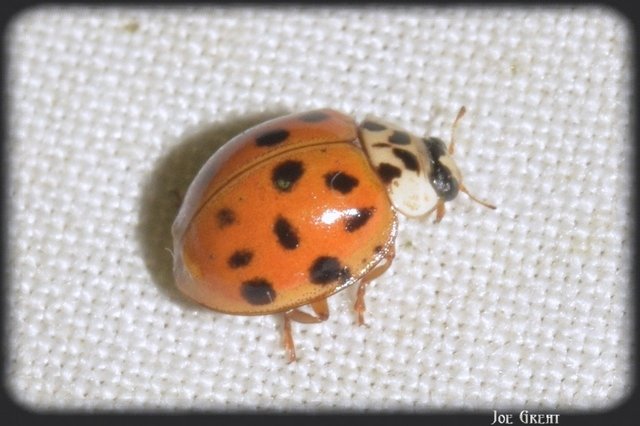 Harmonia axyridis - harlekinkatica