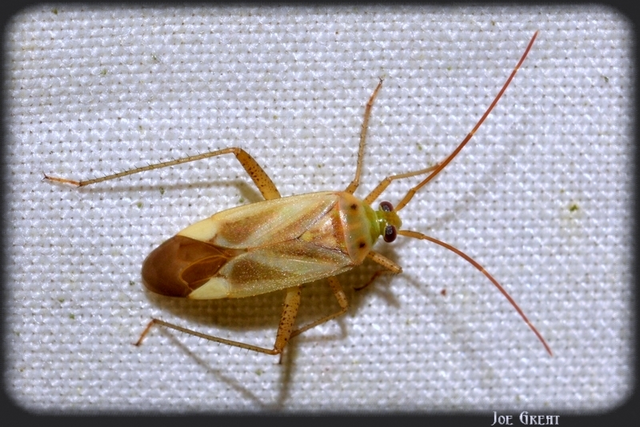 Adelphocoris lineolatus - lucernapoloska