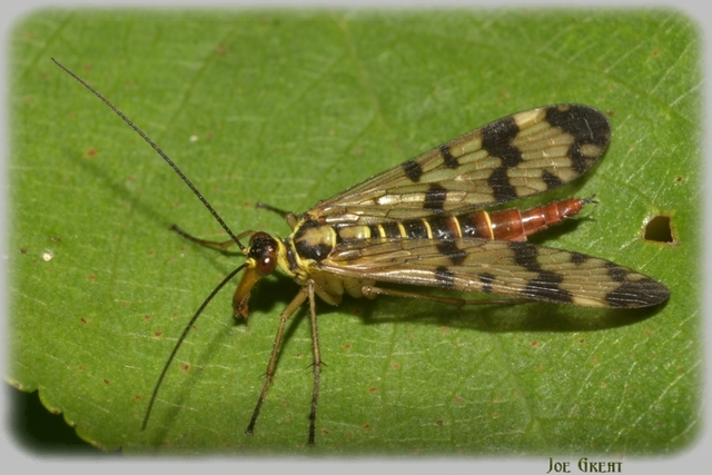 Mecoptera - Csőrösrovarok