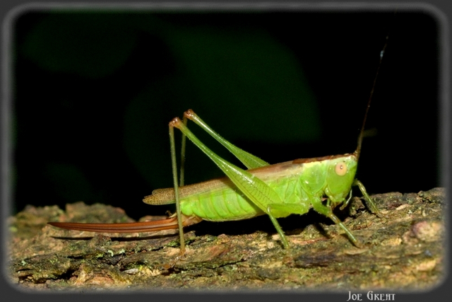 Conocephalus fuscus - kis kúpfejűszöcske