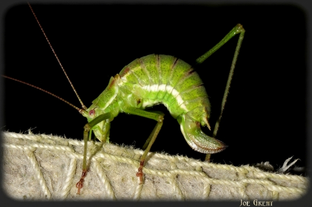 Leptophyes albovittata - közönséges virágszöcske