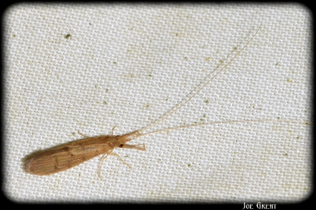 Trichoptera - Tegzesek