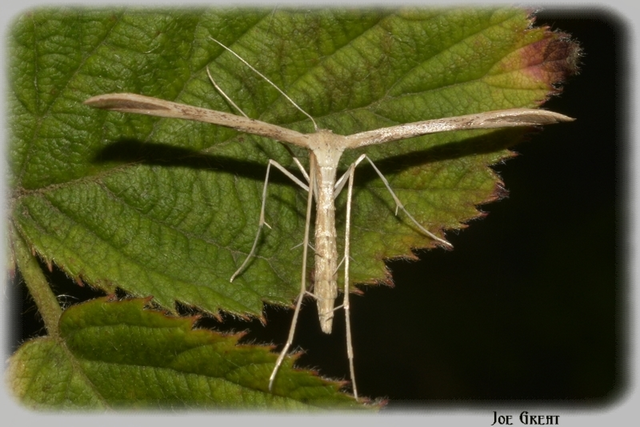Pterophoridae - tollasmolyfélék