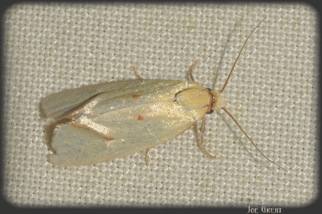 Agapeta hamana - közönséges sárgamoly