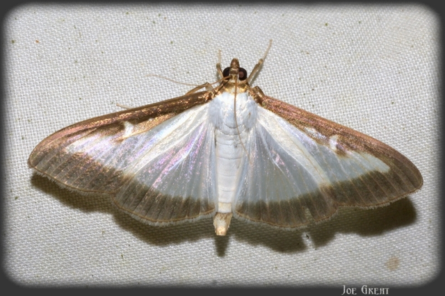 Cydalima perspectalis - puszpáng-tűzmoly