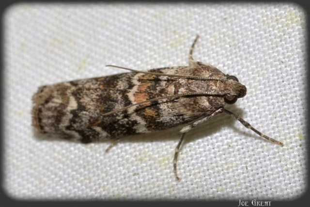 Dioryctria