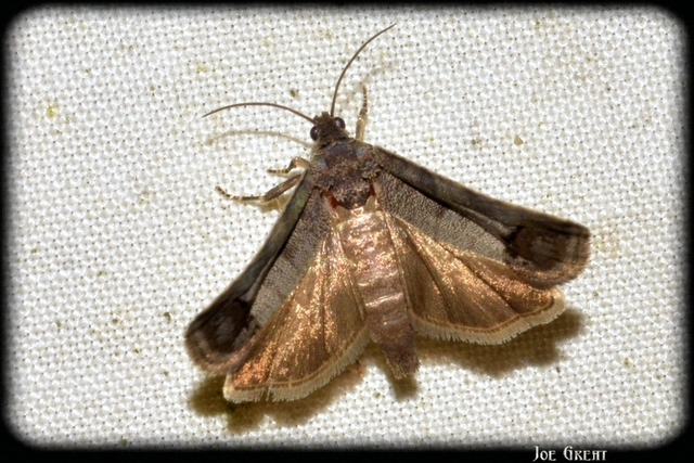 Cydia pomonella - almamoly