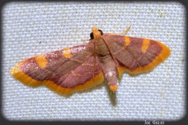 Hypsopygia costalis - szénailonca