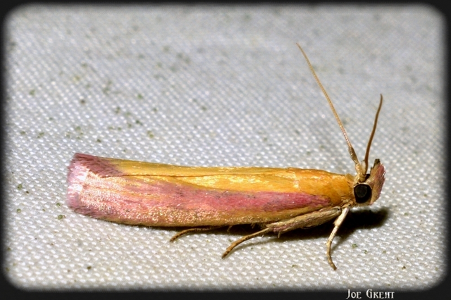 Oncocera semirubella - lucernamoly