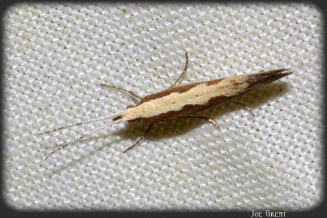 Plutella xylostella - káposztamoly