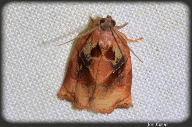 Archips podana - dudvarágó sodrómoly