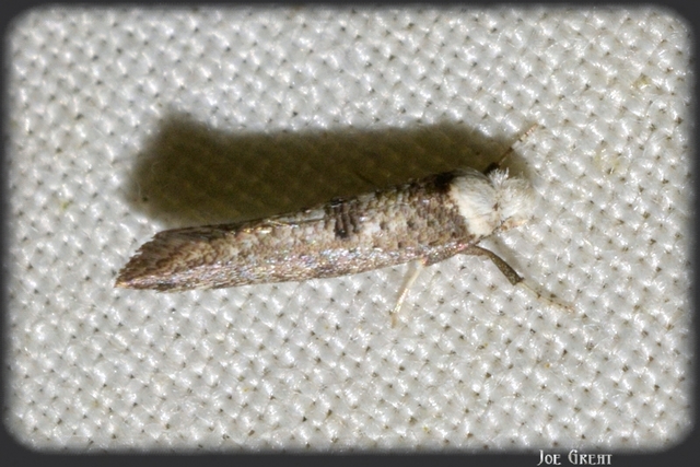 Yponomeutidae - pókhálós-molyfélék