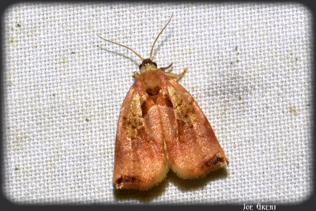 Archips podana - dudvarágó sodrómoly