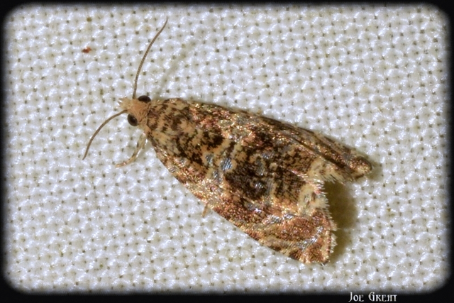 Celypha lacunana - vízparti tükrösmoly