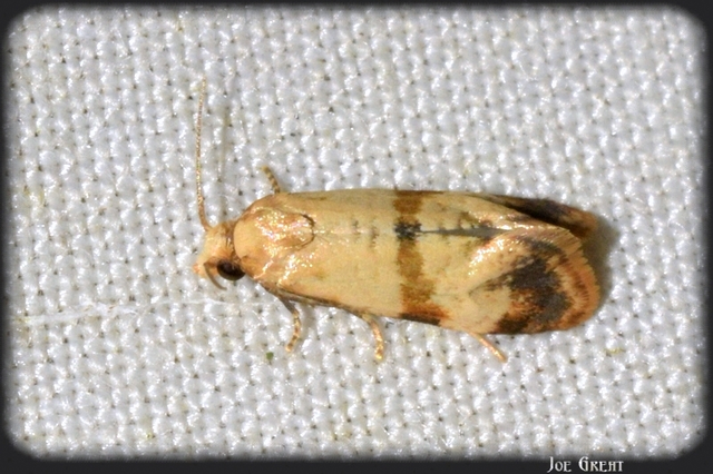 Tortricidae - sodrómolyfélék