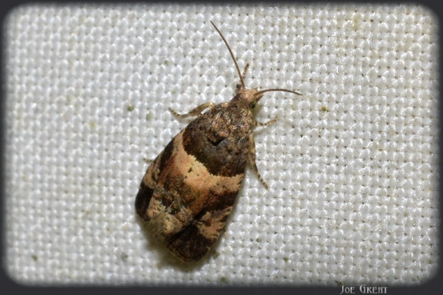 Tortricidae - sodrómolyfélék