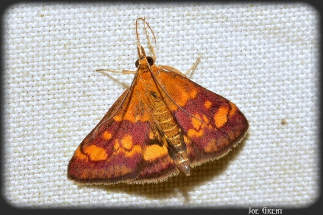 Pyrausta