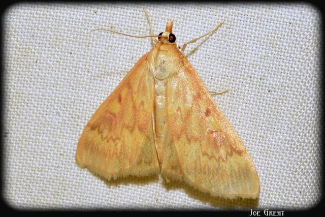 Ostrinia nubilalis - kukoricamoly