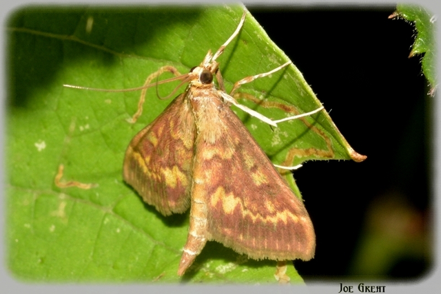 Ostrinia nubilalis - kukoricamoly