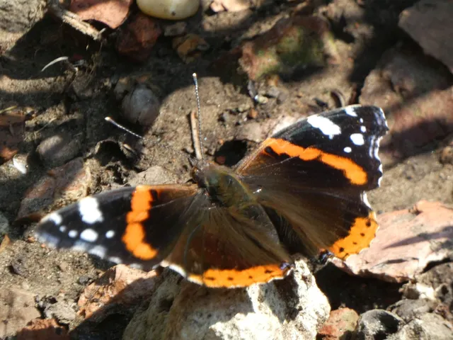 Vanessa atalanta - atalantalepke