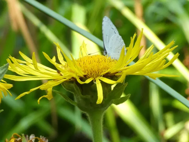 Celastrina argiolus - bengeboglárka