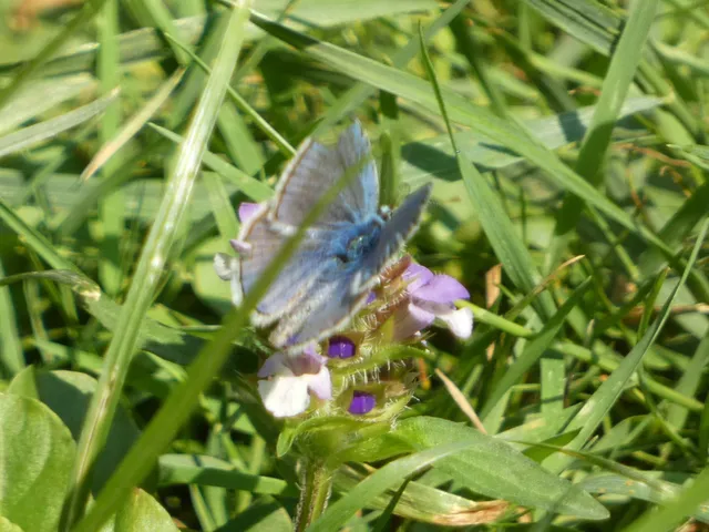 Polyommatus icarus - közönséges boglárka