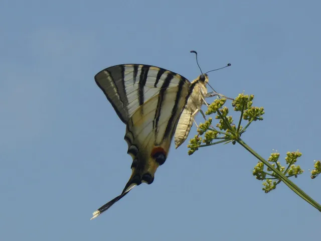 Iphiclides podalirius - kardoslepke