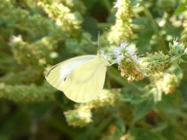 Pieris napi - repcelepke