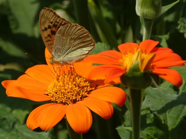 Argynnis pandora - zöldes gyöngyházlepke