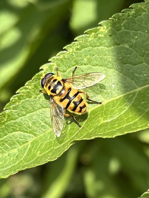 Myathropa florea - halálfejes odúlégy
