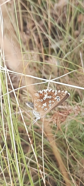 Polyommatus coridon - ezüstkék boglárka