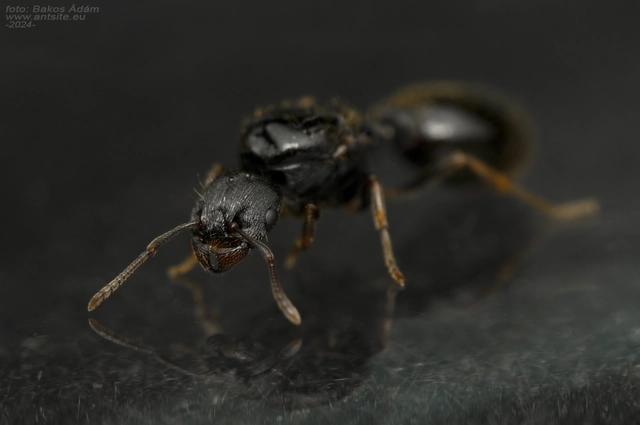 Tetramorium