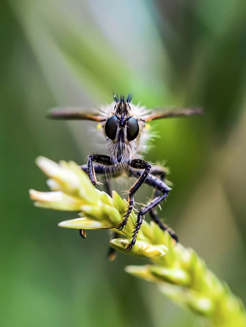 Asilinae