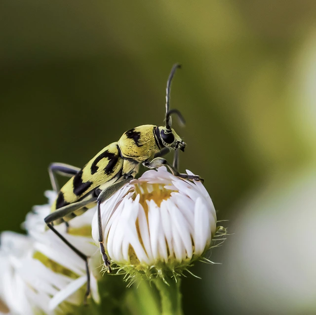 Chlorophorus varius - díszes darázscincér