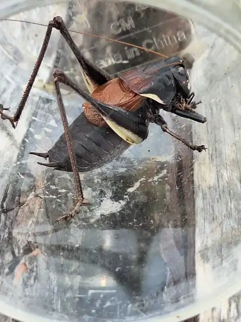 Pholidoptera transsylvanica - erdélyi avarszöcske