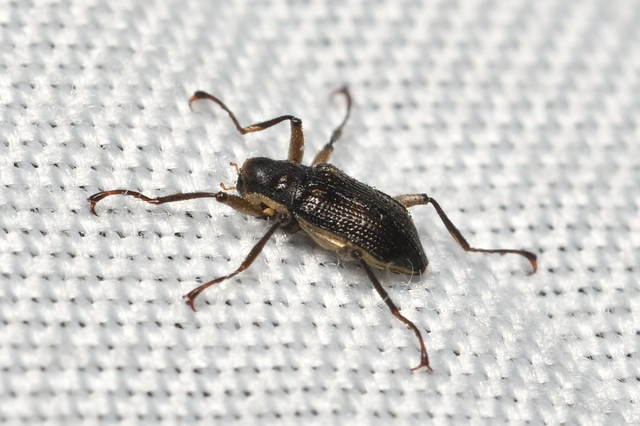 Macronychus quadrituberculatus - négypúpú karmosbogár