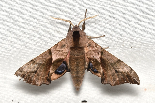 Smerinthus ocellatus - esti pávaszem