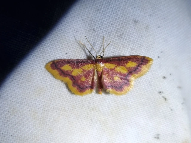 Idaea muricata - mocsári pirosaraszoló
