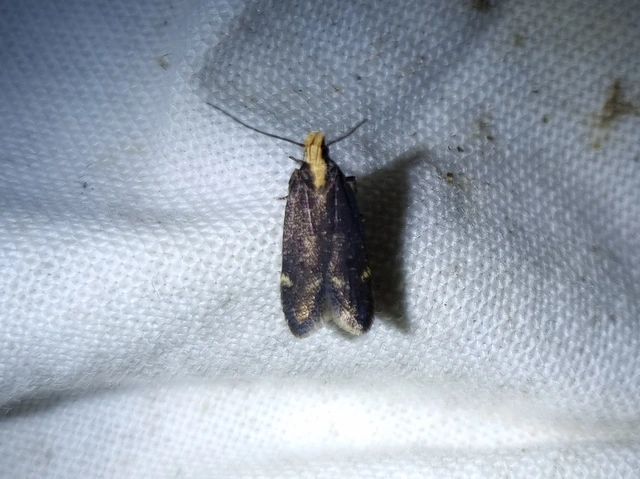 Aroga flavicomella - aranyfejű sarlósmoly