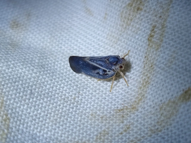 Metcalfa pruinosa - amerikai lepkekabóca