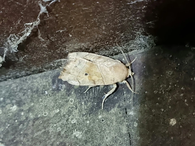 közönséges lombbagoly - Cosmia trapezina