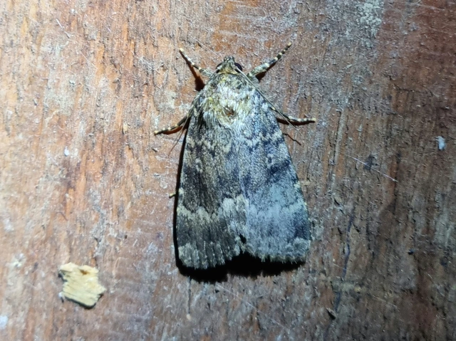 Amphipyra berbera/pyramidea