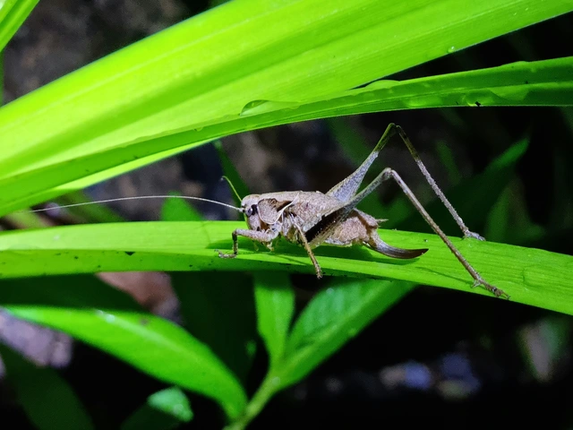 Pholidoptera griseoaptera - szürke avarszöcske