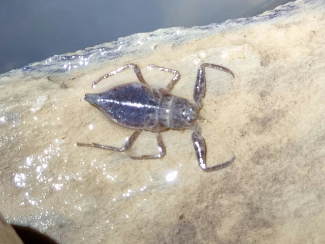 Nepa cinerea - víziskorpió