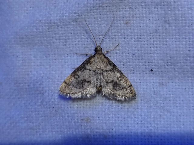 Metasia ophialis - kígyósávos tűzmoly