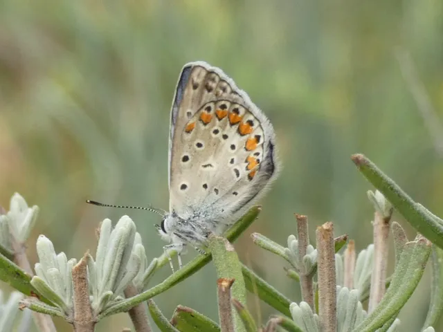 Polyommatus icarus - közönséges boglárka
